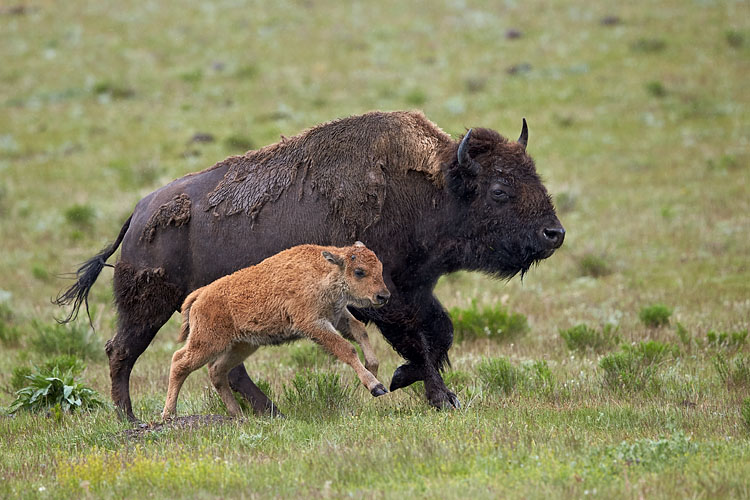 Bison Cow And Calf