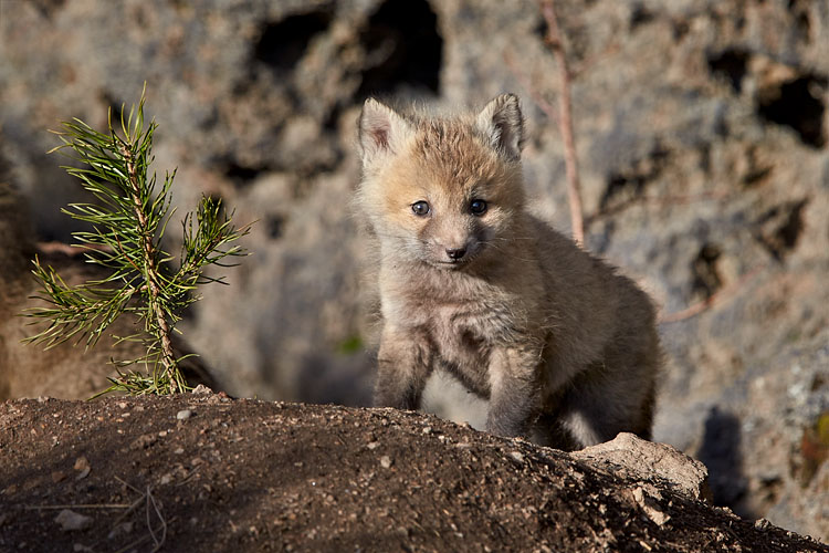 Red Fox Kit