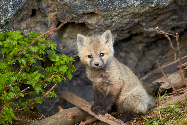 Red Fox Kit Posing