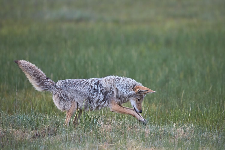 Coyote Pouncing