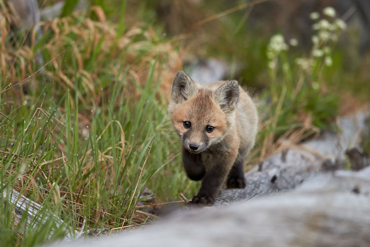 Red Fox Kit